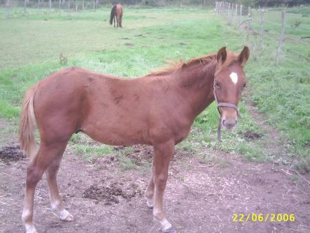 chouchou